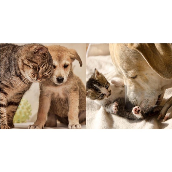 2 HARDCOVER books: Pawfect Friends and Kitty Love: How Cute Kittens Play - Picture 5 of 11